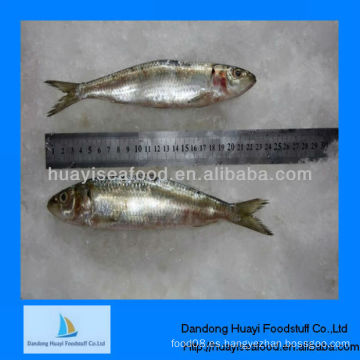 Suministro de conservas de sardina mejor congelados frescos en venta